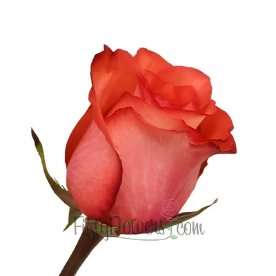 101 красно-белая роза Игуана (Эквадор) купить с доставкой в Москве |  Заказать букет цветов недорого