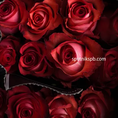 15 красно-белых роз Игуана (Эквадор) купить с доставкой в Москве | Заказать  букет цветов недорого
