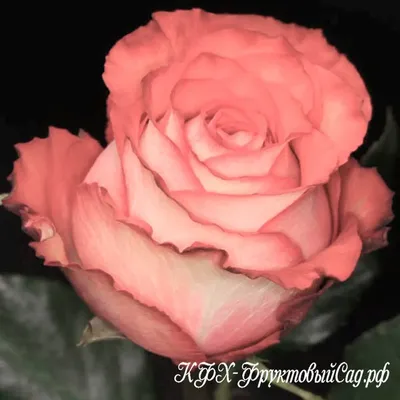 Ecuador Direct Roses | IGUANA ROSE