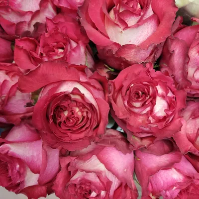 Купить Роза сорта Игуана с доставкой в Новом Уренгое - Мир цветов