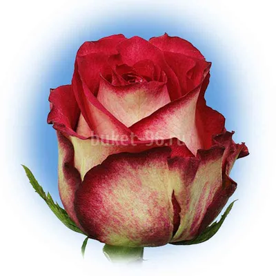 Роза \"Игуана\" - доставка свежих цветов и букетов по Екатеринбургу