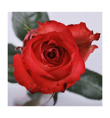 Iguana – Nevado Roses