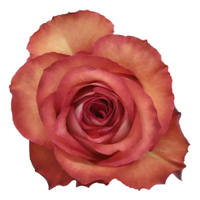 Iguana Roses | Wholesale Ecuadorian Roses | Native Blooms