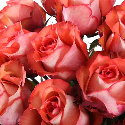 Купить Игуана оптом с доставкой - AVRORA flowers