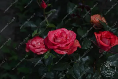 Букет 51 роза Игуана, коралловая купить за 10650 руб. с круглосуточной  доставкой | Мосцветторгком