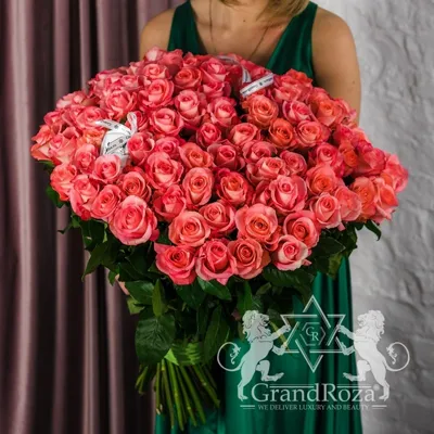 Iguana Rose - Virgin Farms - High Quality Roses