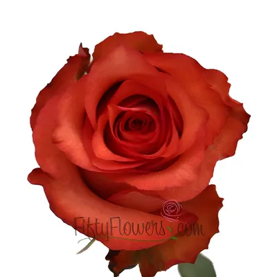 Роза «Игуана» - заказать букет из роз.Доставка по Екатеринбургу