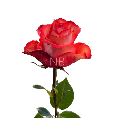 Купить букет 101 роза игуана, коралловая с доставкой по Москве |  zhflowers.ru