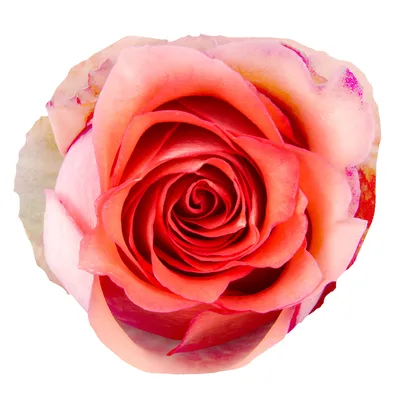 Rosa large flowered Iguana R GR IGUANA | Roses | Rozen | Flowering  cutflowers | Cutflowers | All products | OZ Planten