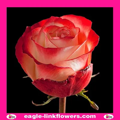 Buy Wholesale Iguana Orange Terracotta Rose in Bulk - FiftyFlowers