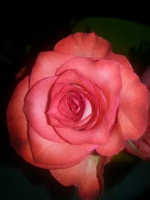 31 красно-белая роза Игуана (Эквадор) купить с доставкой в Москве |  Заказать букет цветов недорого