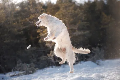 Кожные заболевания у собак: виды, симптомы, описание с фото и лечение |  PetGuru