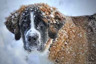 Корм для собак Royal Canin Skin Support при атопии и дерматозах в  mirkorma.ru