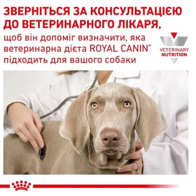 Вест-хайленд-уайт-терьер: все о собаке, фото, описание породы, характер,  цена