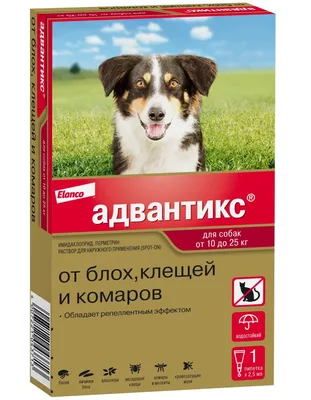 Бюджетное учреждение Чувашской Республики «Чебоксарская городская станция  по борьбе с болезнями животных» Государственной ветеринарной службы  Чувашской Республики » Новости » Клещи - переносчики болезней