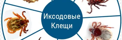 Опасность иксодовых клещей