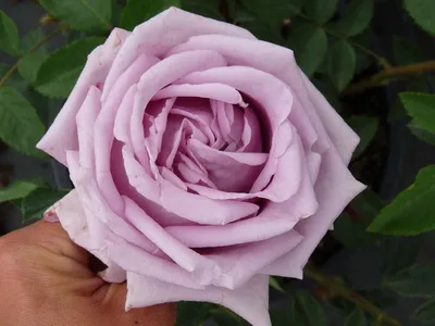 Роза Индиголетта (Indigoletta), C2 - купить в Минске, цены