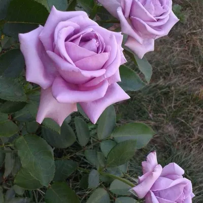 Роза Хендель 🌹купить с доставкой курьером, почтой, самовывоз в 52 городах,  цены и фото