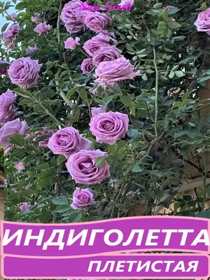 Роза Индиголетта саженец 1 год - купить по выгодным ценам в Москве и с  доставкой по России
