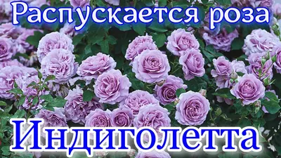 Роза плетистая Казино / Casino (селекцияMcGredy) - Клаймберы розы,  плетистые крупноцветковые розы, рамблеры купить с доставкой по Москве и  Московской области, сорта, цены за штуку, названия, фото