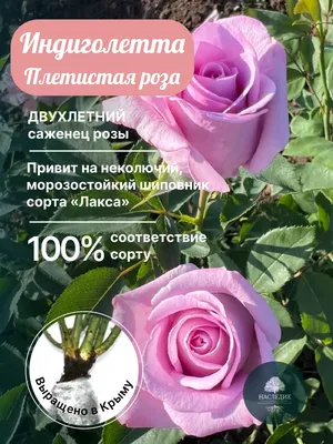 Роза Индиголетта (Indigoletta) - купить в Минске, доставка почтой по  Беларуси, недорого в интернет-магазине, цены