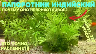 Индийский папоротник — натуральный биофильтр, мох Стринг.: 20 000 so'm -  Akvarium baliqlari Toshkent на Olx