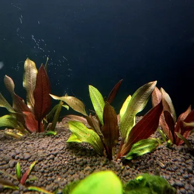 Ротала индийская [индика] - Rotala indica (ветка)