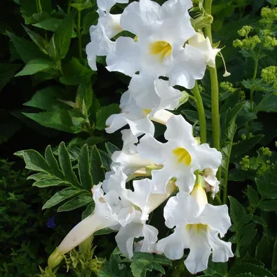 Растение Инкарвиллея на фото: красота в ее лучшем виде