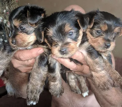 Дрессировка йоркширского терьера, 🐕 воспитание щенка йорка в домашних  условиях