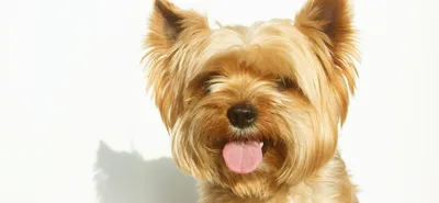 Yorkshire terrier kennel \"Annlari\"