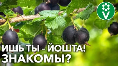 Йошта Рекст с доставкой! 🌱 [810661]