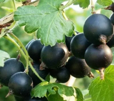 Йошта (Ribes × nidigrolaria) — купите саженцы в контейнере в Краснодаре -  Прекраснодар — садовый центр в Краснодаре
