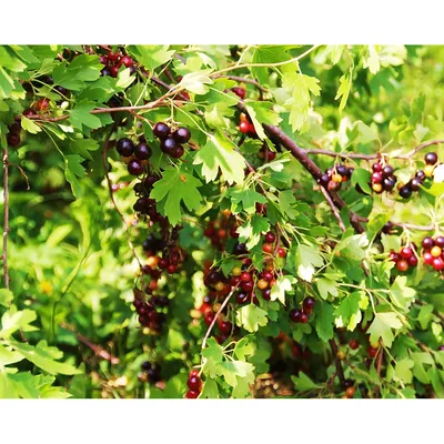 Йошта семена (Ribes × nidigrolaria) - Цена: €1.85