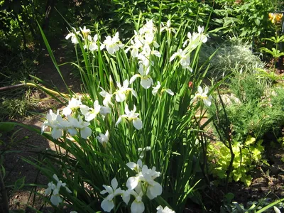 Ирис бородатый белый с голубыми бутонами (Iris germanica)