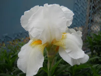 Iris sibirica «White Swirl» Ирис сибирский белый — Купити квіти в Україні