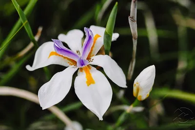 Ирис германский - белый - Iris germanica – Garden Seeds Market | Бесплатная  доставка