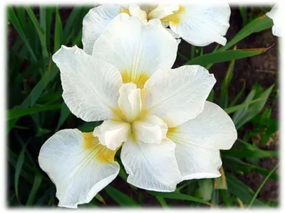 Ирис бородатый АБСОЛЮТ ЗЕРО - элегантный светлый, тонированный из центра  цветка, отличной формы!