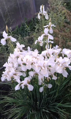 Картины Крупные цветы \"Белый Ирис\" - арт 0120006110 | Купить в  интернет-магазине Фото в дом - Фото в дом