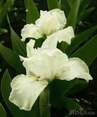 Белый ирис цветок крупным планом | Премиум Фото