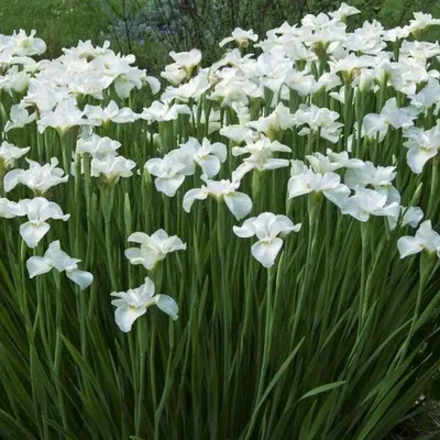 Купить Искусственные цветы для декора \"Ирис Белый\", 60 см / Букет Ирисов /  Искусственные цветы на кладбище по выгодной цене в интернет-магазине  OZON.ru (483036201)