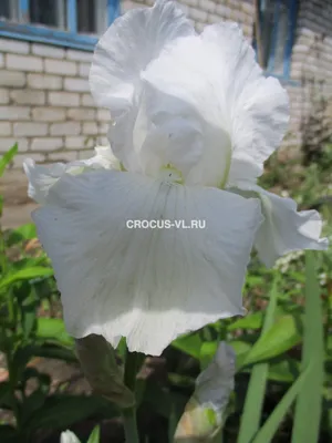 Искусственные цветы ирис белый 93 см для декора | AliExpress