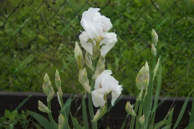 Ирис сибирский Gull's Wing - Ирис - GardenPlants