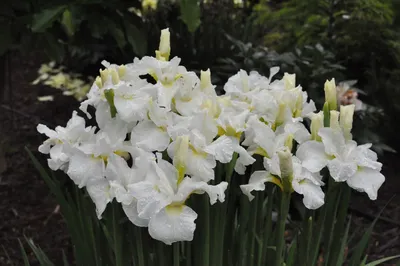 Ирис сибирский белый (Iris sibirica)