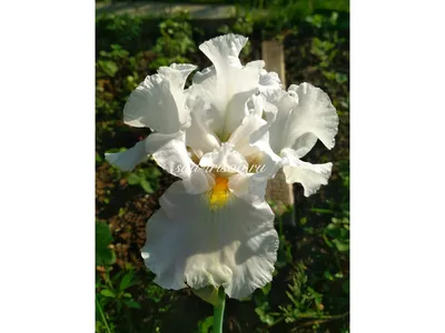 Ирис бородатый белый с голубыми бутонами (Iris germanica)