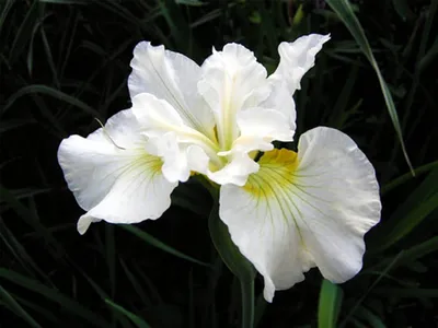 Ирис бородатый белый с голубыми бутонами (Iris germanica)