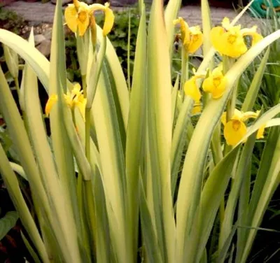 Ирис болотный \"Iris pseudacorus\" : С5 | Сибирские газоны - Сибирские газоны