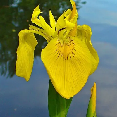 Растения для водоема 2024 : Ирис болотный Берлин Тайгер.Iris ps.Berlin Tiger