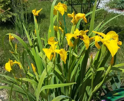 Ирис болотный (псевдоаировый) (Iris pseudacorus)