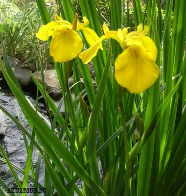 Ирис болотный желтый,Iris pseudacorus — Купити квіти в Україні