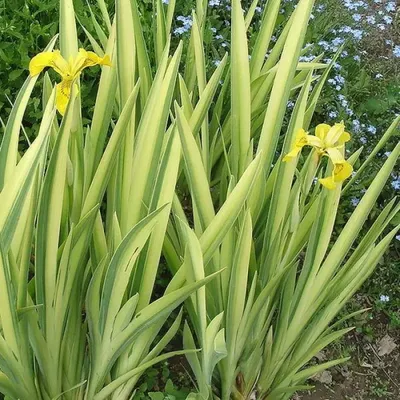 Ирис болотный (Iris pseudocorus) (контейнер 2л или корневище) |  Aquarium-Style